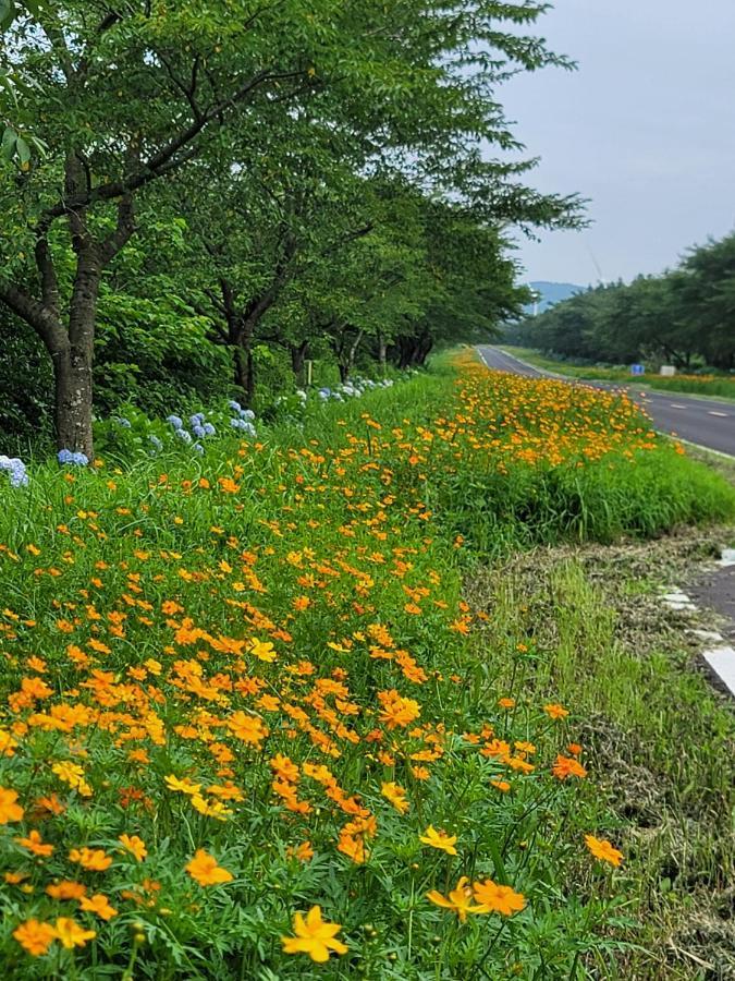 Brassica Flower Pension Seogwipo Dış mekan fotoğraf
